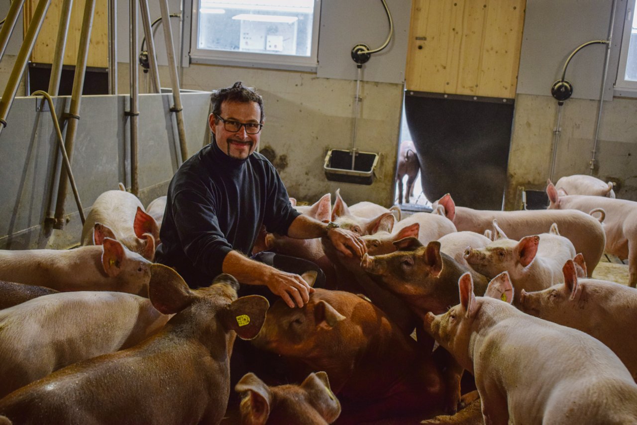 Ein Sechstel der Schweine von Manuel Waber sind seltene Duroc, die spezielles Fleisch liefern und mit beispielsweise 29.– Fr./kg für Kotelettes auch einen höheren Preis erzielen. (Bild Daniela Joder)