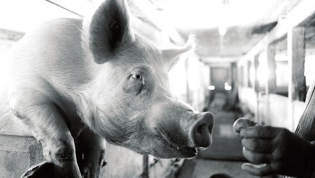 Der Nachbar von Hans mit einem Schwein, das man nicht anrempeln möchte.