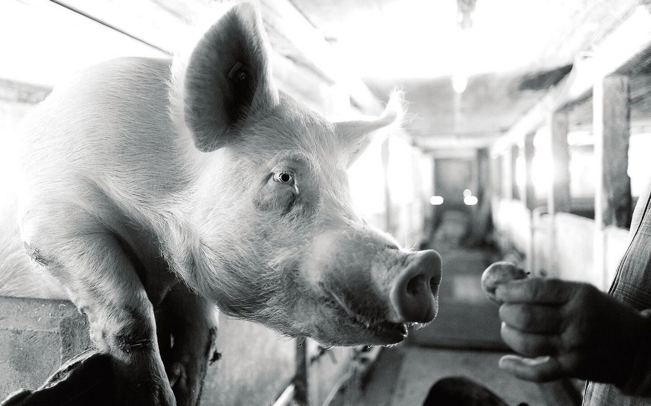 Der Nachbar von Hans mit einem Schwein, das man nicht anrempeln möchte.