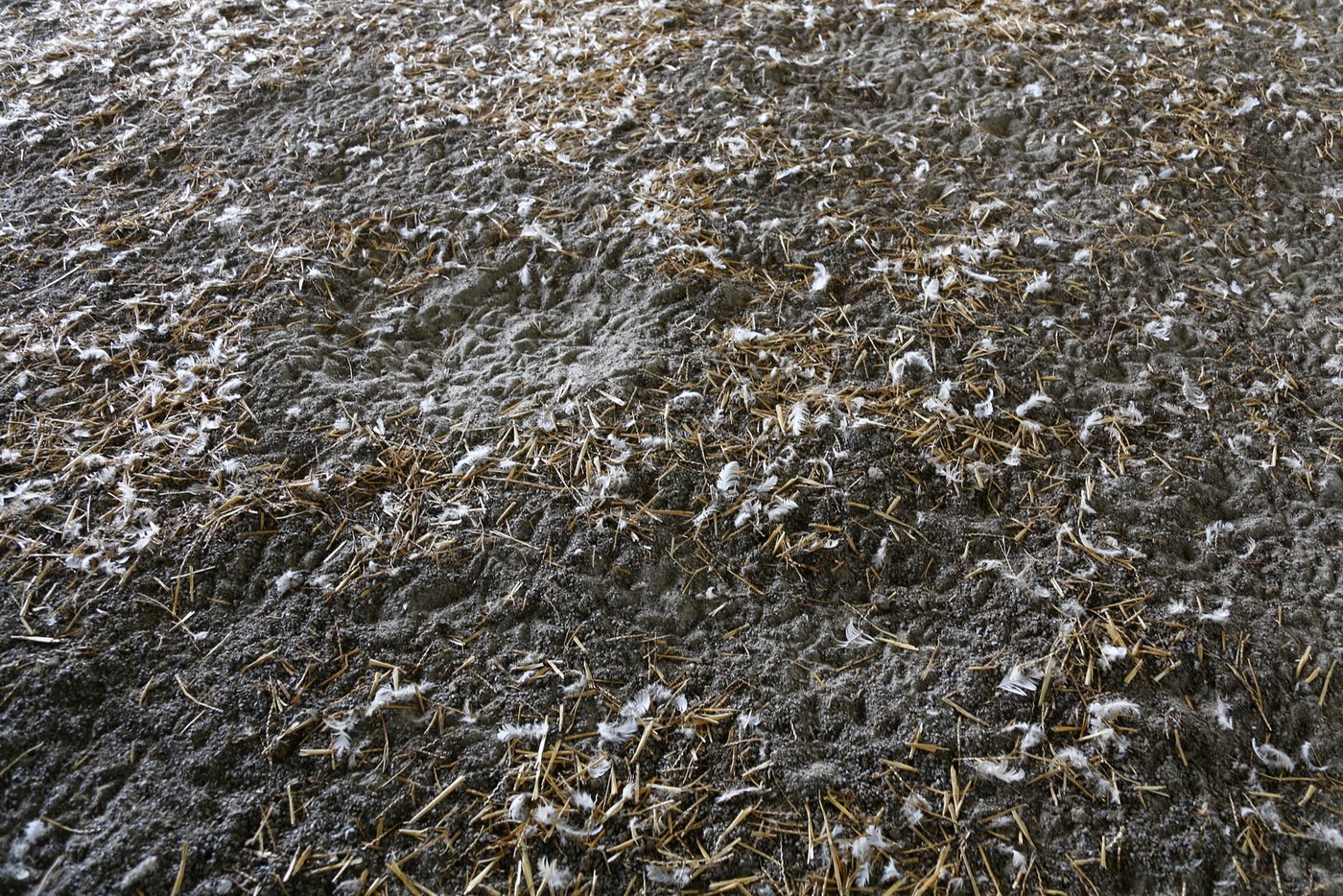 Der Bereich mit Sand ermöglicht den Hennen das Sandbad zur Federpflege. (Bild Melina Gerhard)
