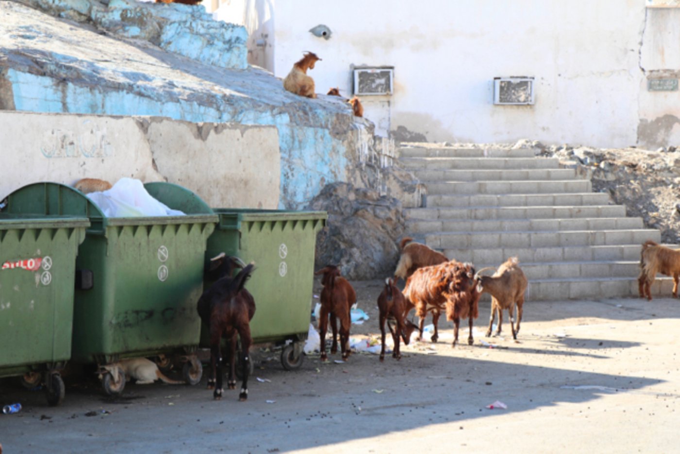 In den Dörfern sind die kleinen Ziegenherden meist bei den Müllcontainern zu finden. 