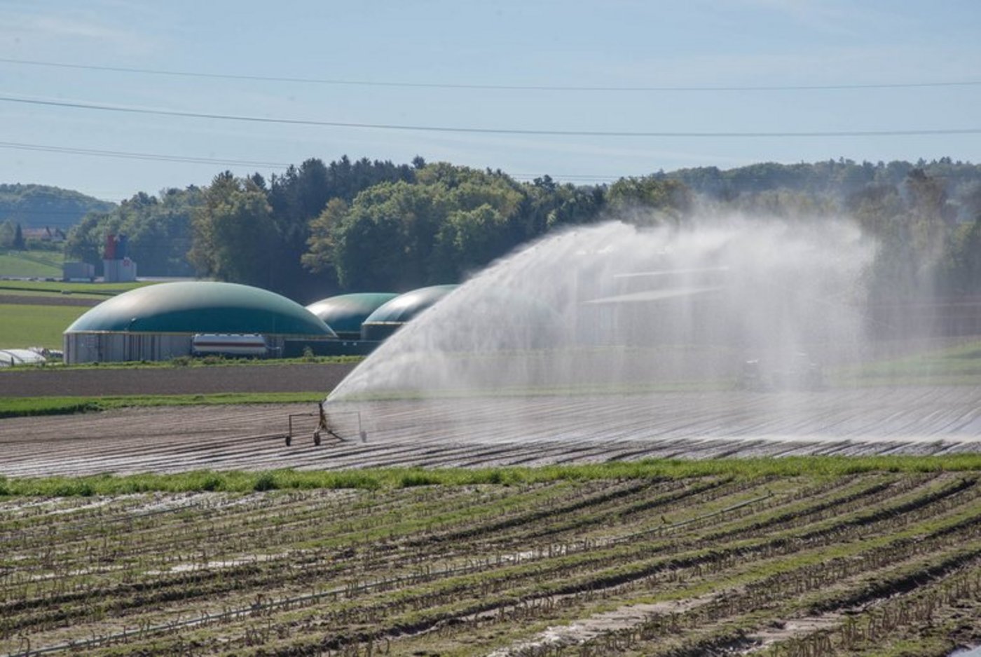 Wer in diesem Jahr nicht bewässern konnte, hatte wegen der Trockenheit ein Problem.