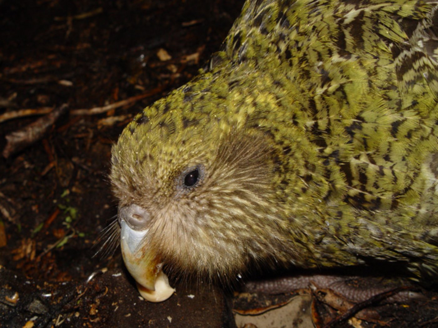 Ein Kakapo - es gibt nur 125 Exemplare des Vogels. (Bild: Mnolf)