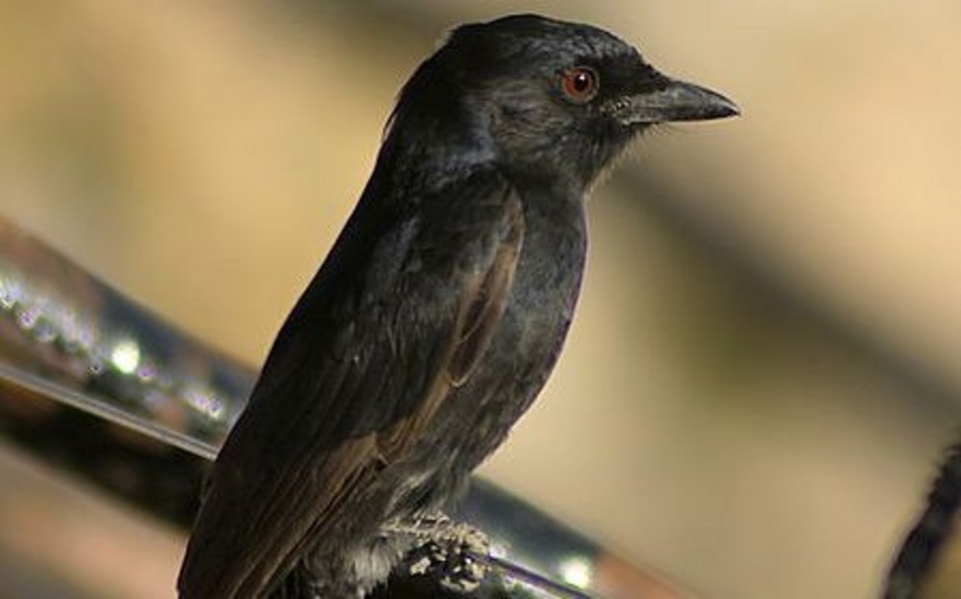 Trauerdrogos stibitzen mittels falschen Alarmrufen das Futter ihrer Opfer. (Bild: Hans Hillewaert / CC-BY-SA-3.0)