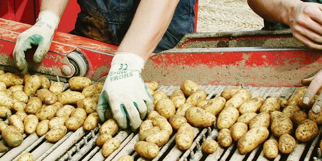Rasch auf der Maschine verlesen und ab zum Abnehmer: Das Übernahmemodell «Grobsortierte» ist für qualitativ weniger hochwertige Ware gedacht.(Bild BauZ)