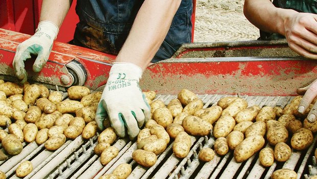 Rasch auf der Maschine verlesen und ab zum Abnehmer: Das Übernahmemodell «Grobsortierte» ist für qualitativ weniger hochwertige Ware gedacht.(Bild BauZ)