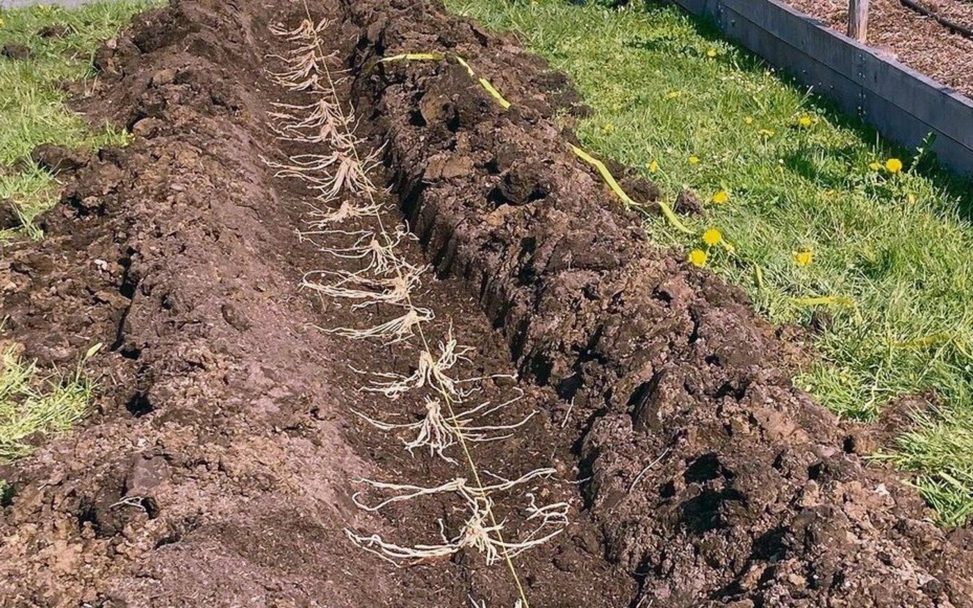 Die Rhizome der grünen Spargeln werden spinnenförmig im vorbereiteten Beet platziert. Nach drei Jahren erfolgt die erste Ernte. 