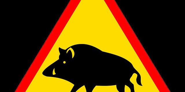 Ein Töfflifahrer prallte gegen das tote Wildschwein. (Bild pixabay)