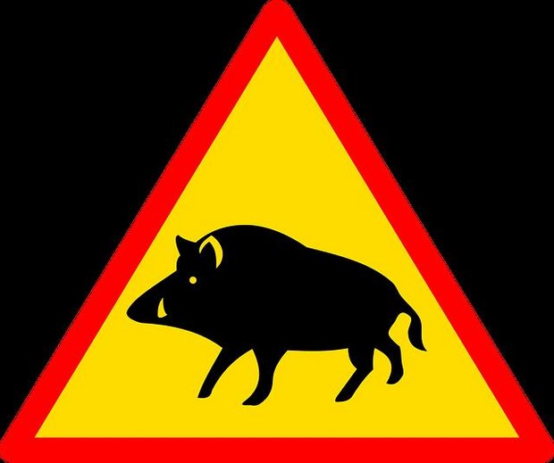 Ein Töfflifahrer prallte gegen das tote Wildschwein. (Bild pixabay)