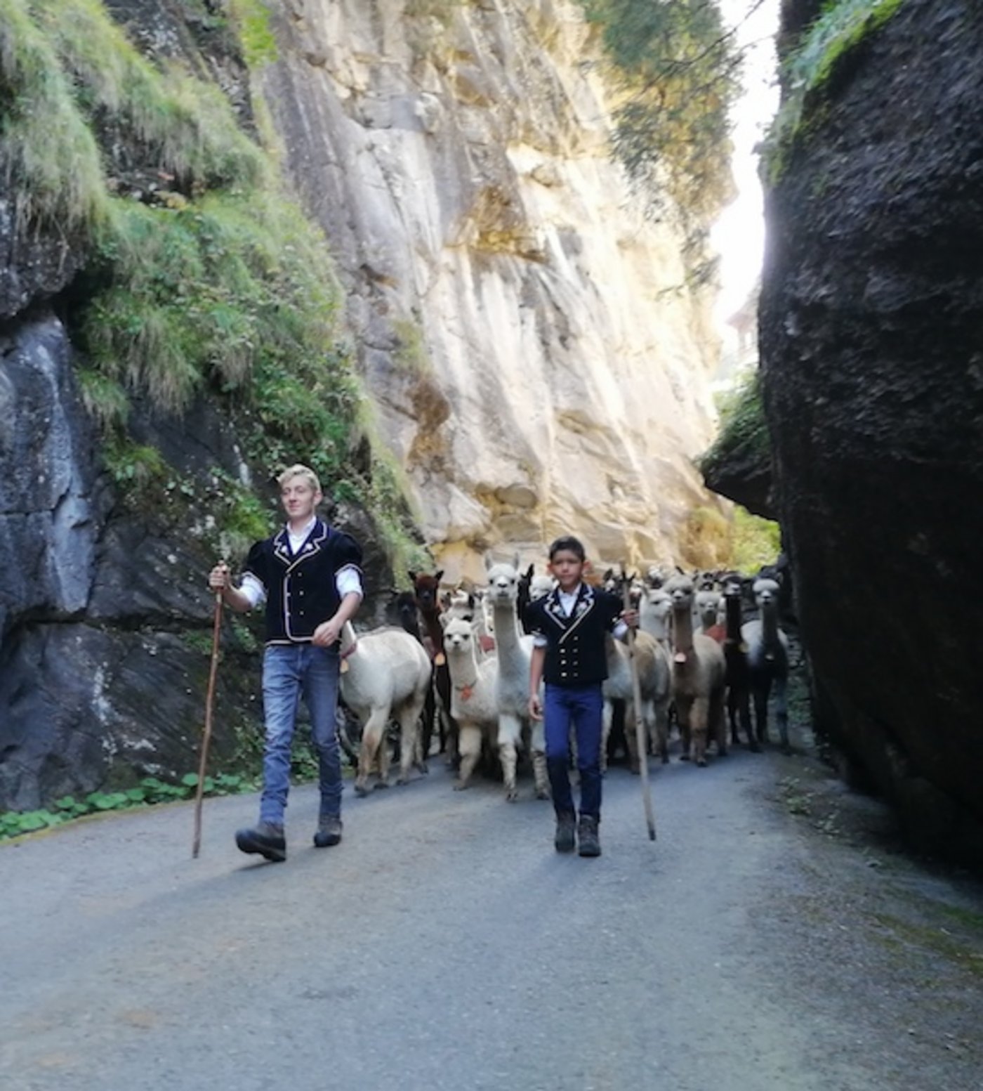 Der Alpabzug mit Alpakas ist ganz ruhig und bedächtig, da sie keine Glocken tragen.