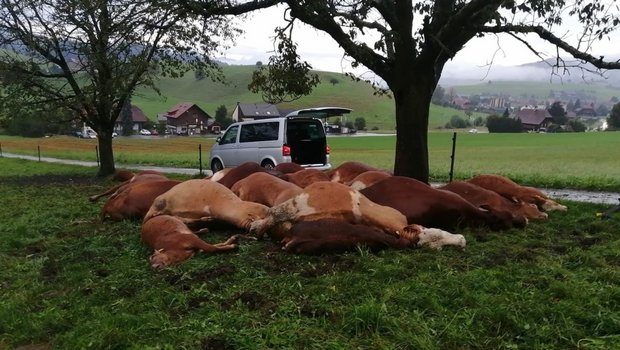 Die Kühe suchten unter dem Baum Schutz vor dem Gewitter. (Bild Bern-Ost)