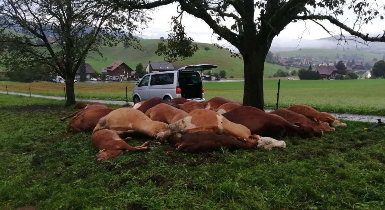 Die Kühe suchten unter dem Baum Schutz vor dem Gewitter. (Bild Bern-Ost)