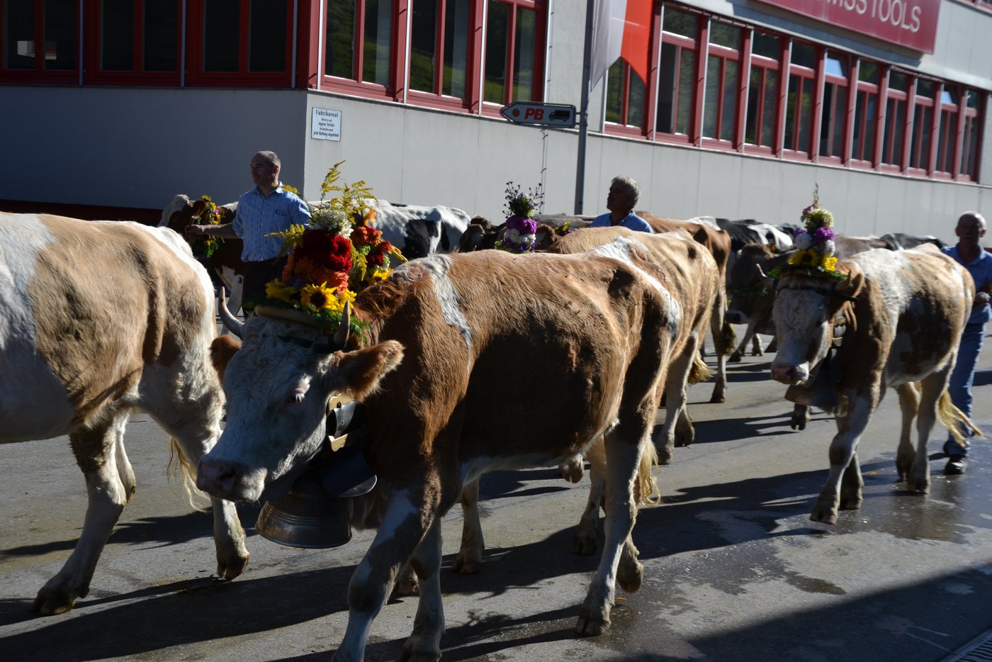 Auch reine Simmentaler waren dabei.