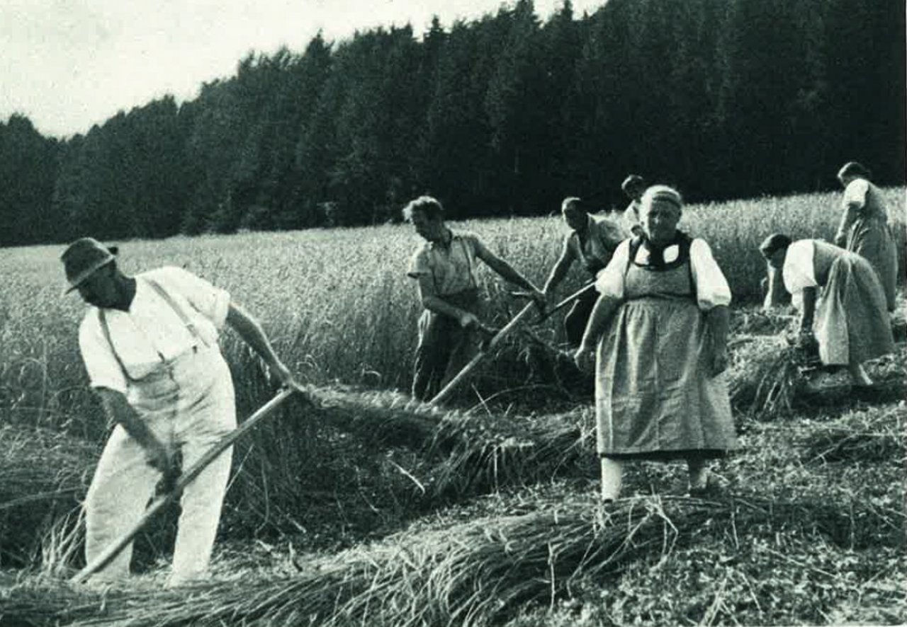 Die ganze Bauernfamilie trug mit ihrer Erntearbeit zur Sicherung der Ernährung des Schweizervolkes bei. (Bild H. Stettler)