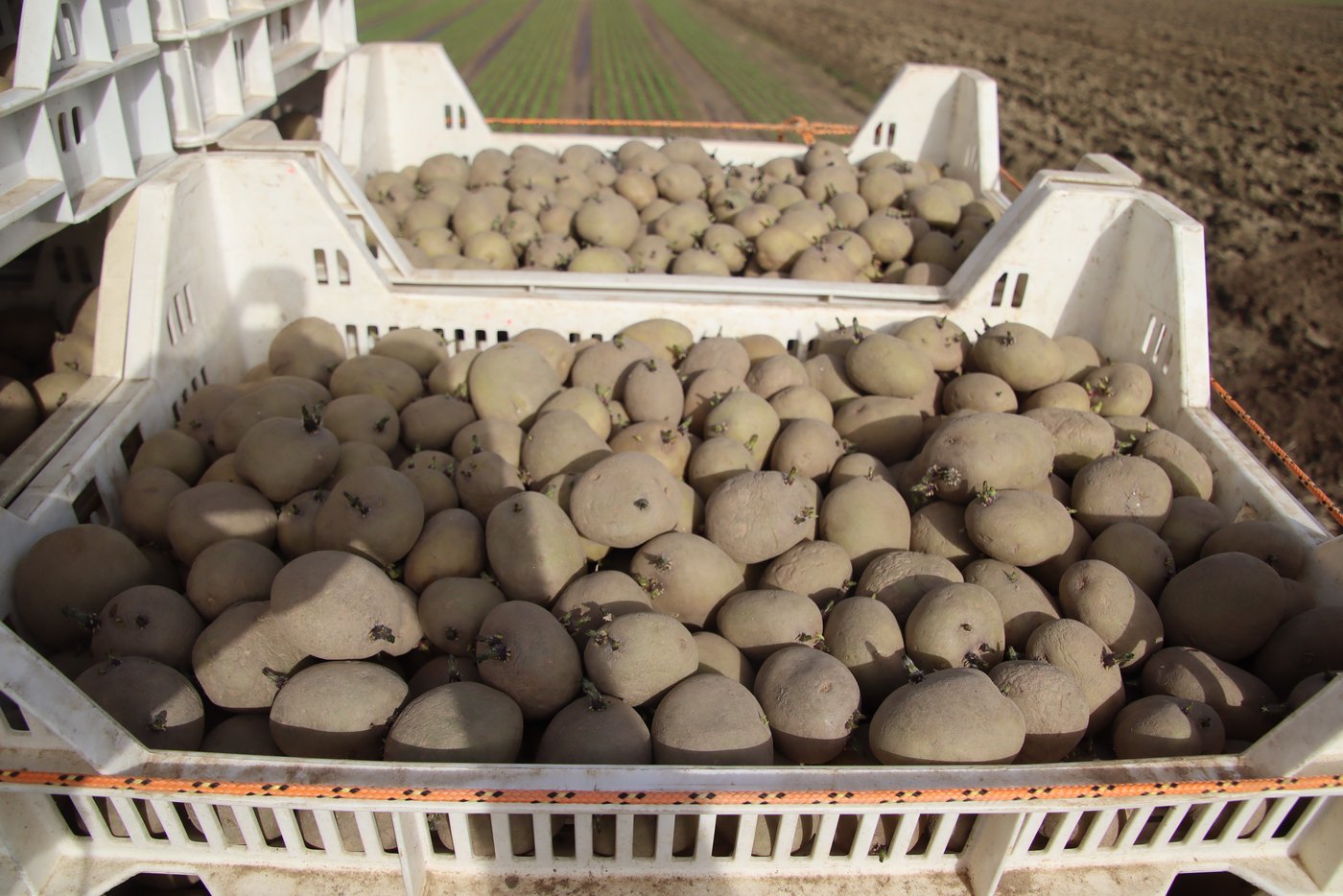 Die Pflanzkartoffeln sind vorgekeimt worden, damit die Pflanzenentwicklung starten kann.