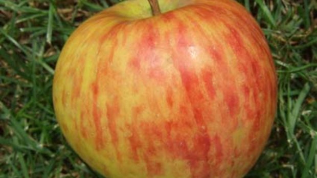 Die Apfelsorte Alant ist auch für den Hausgarten gut geeignet. (Bild: zVg)