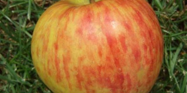 Die Apfelsorte Alant ist auch für den Hausgarten gut geeignet. (Bild: zVg)