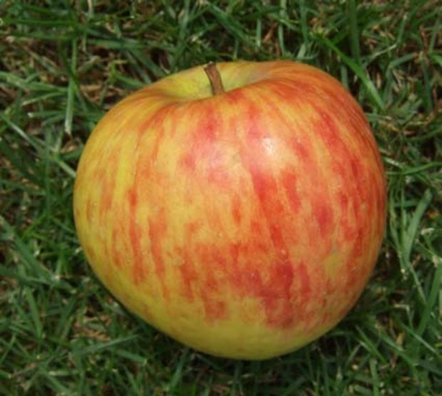 Die Apfelsorte Alant ist auch für den Hausgarten gut geeignet. (Bild: zVg)