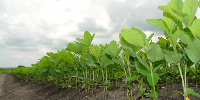 Der Einsatz von Soja in der Nutzviehfütterung ist nicht unbestritten. (Symbolbild Pixabay)