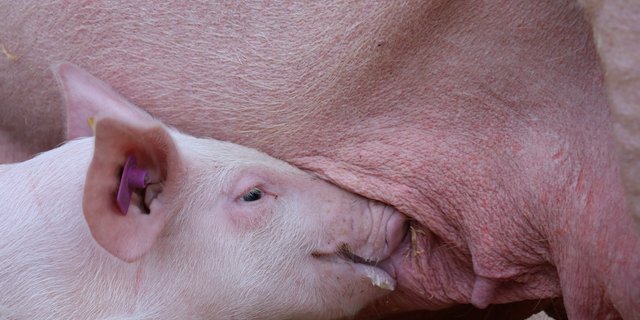 Eine verlängerte Stillzeit wäre nützlich, um Ferkel ausschliesslich biologisch zu füttern. (Bild BauZ)