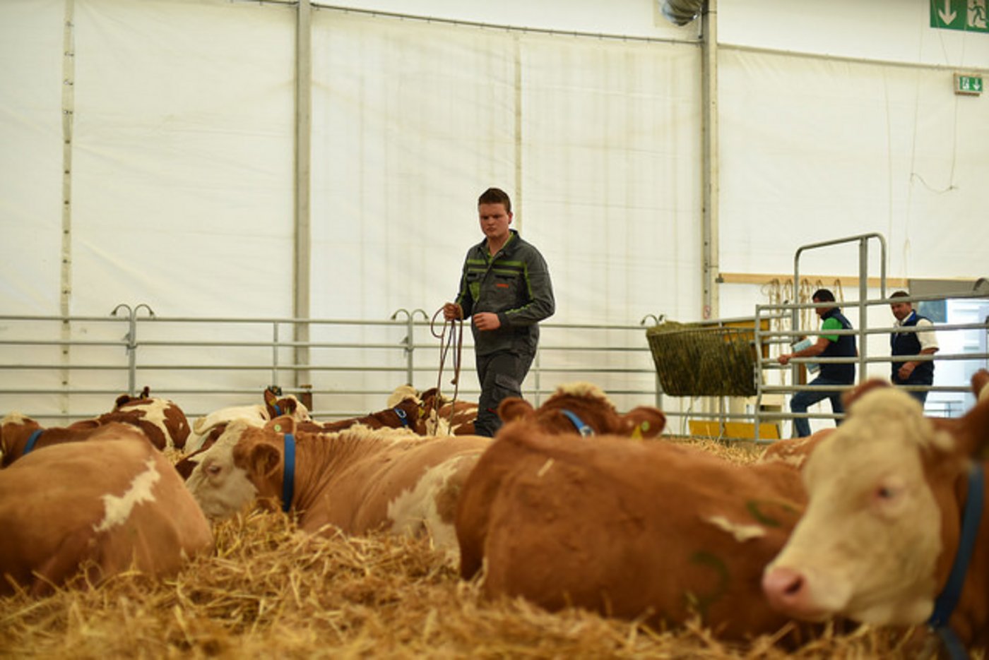 Ein Rind nach CH-Tax bewerten lautet eine weitere Aufgabe.