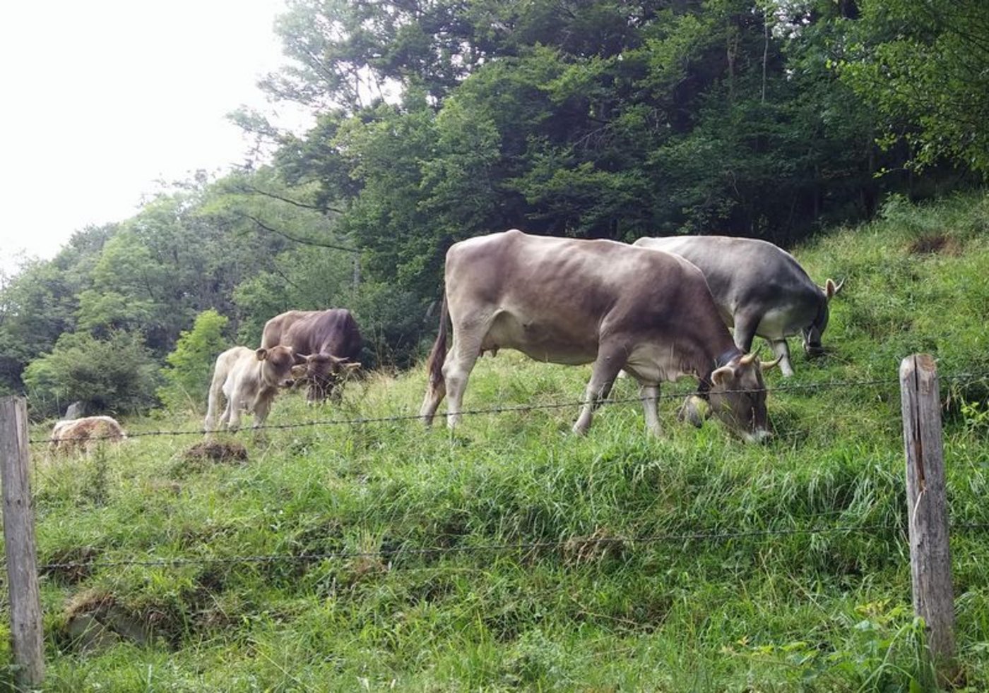 Fluten und Starkregen haben in einigen Regionen Deutschland Ernte und Futterflächen beschädigt. Symbolbild lid / ji)