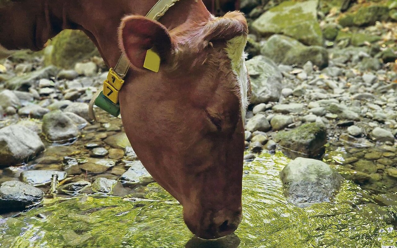 Trinken und dazu geniessen: Kühe schätzen es, wenn sie bei der Wasseraufnahme Platz haben und ungestört sind. Das sollte auch im Stall gewährleistet sein.