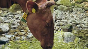 Trinken und dazu geniessen: Kühe schätzen es, wenn sie bei der Wasseraufnahme Platz haben und ungestört sind. Das sollte auch im Stall gewährleistet sein.