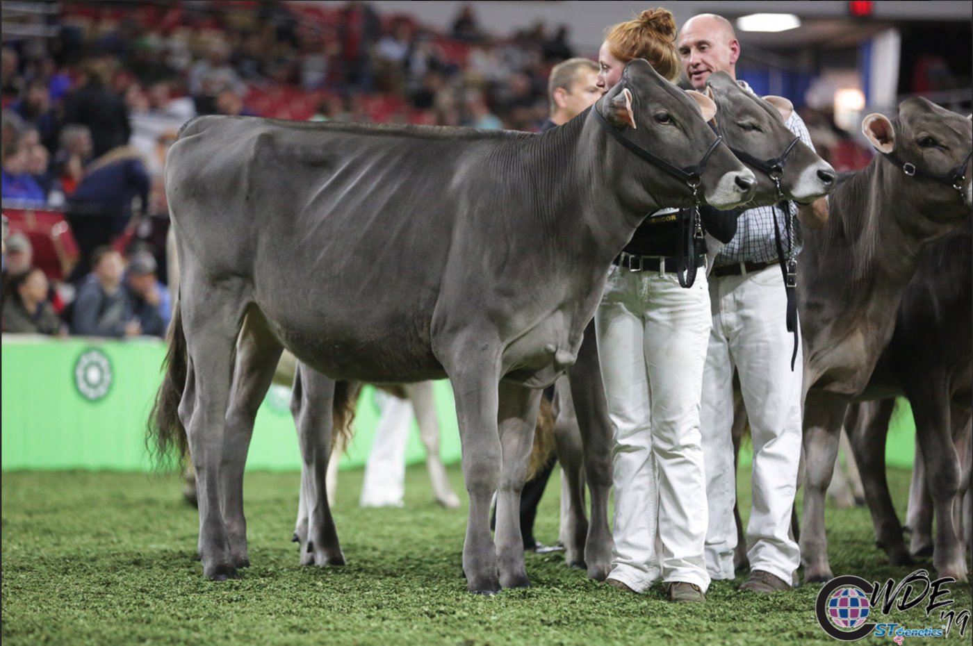 Bei den Braunviehrindern holte sich Jetway Wiggle von Matthew Pacheco den Sieg.
