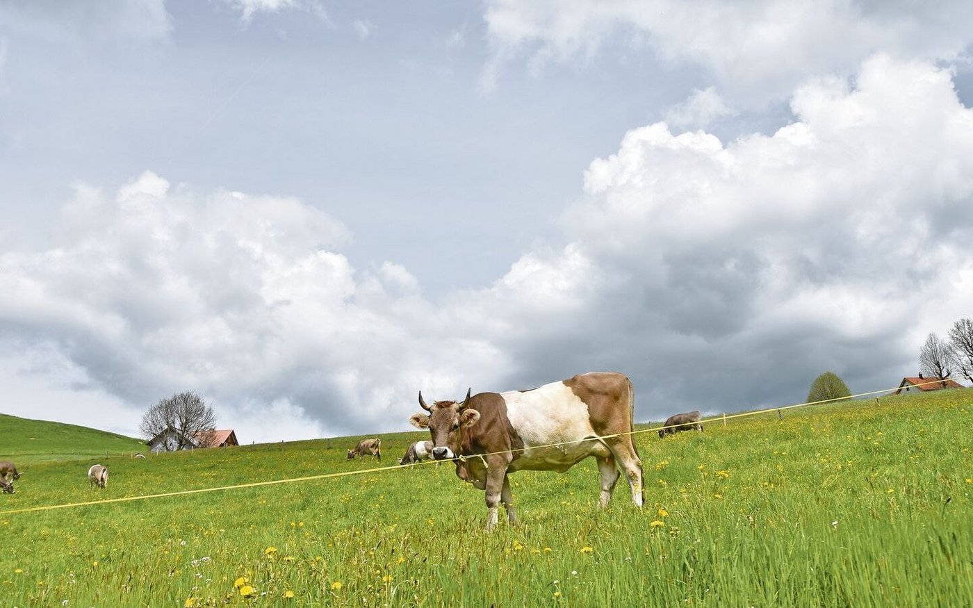Eine besonders schöne Gurtkuh mit dem weissen Streifen schaut neugierig über den Weidezaun.