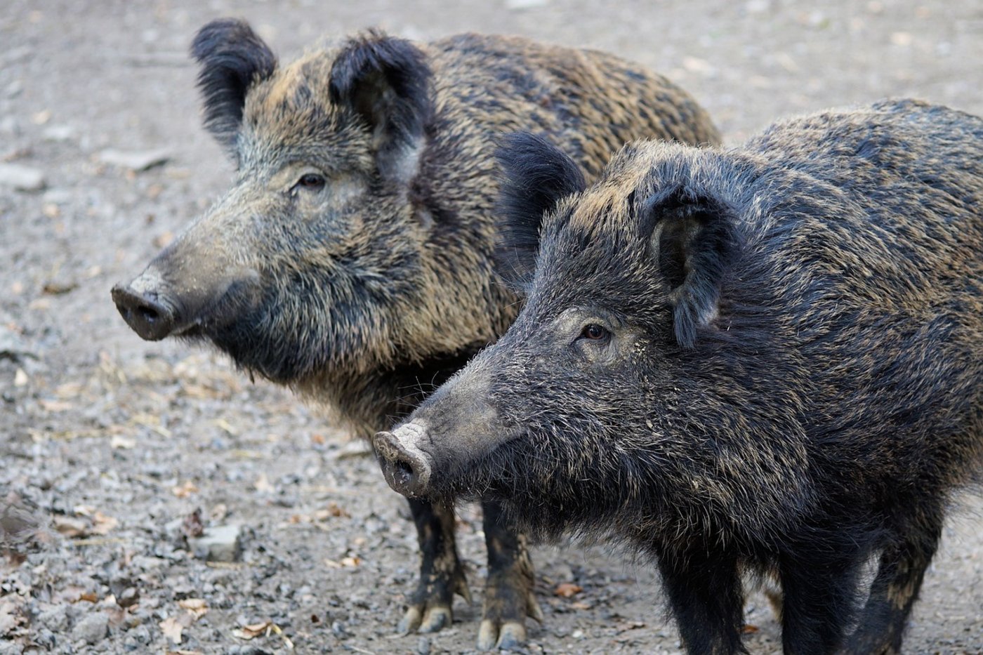 Afrikanische Schweinepest (ASP) soll nicht durch Wildschweine eingeschleppt werden. (Bild Pixabay)
