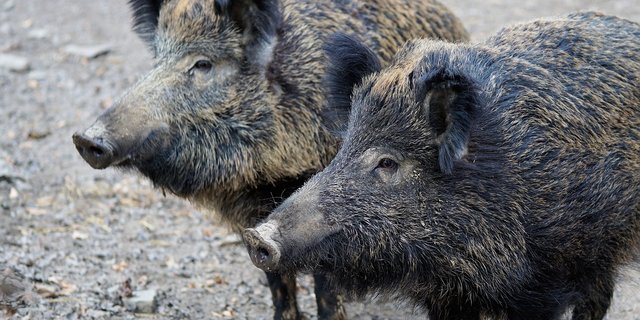 Afrikanische Schweinepest (ASP) soll nicht durch Wildschweine eingeschleppt werden. (Bild Pixabay)