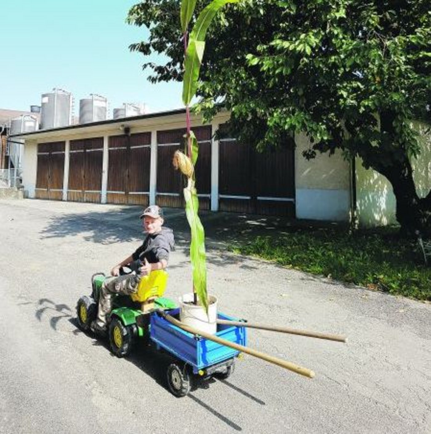 Das Siegerfoto: Nebio rettet eine Maispflanze vor dem Häcksler. (Bild Fam. Rossacher, Frauenfeld TG)