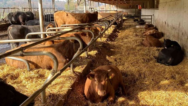 Der Schulbetrieb Liebegg mit der Herdebuchnummer 2 ist früh ins Natura-Beef-Geschäft eingestiegen. (Bild Reto Spörri, LZ Liebegg)