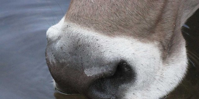 In Frankreich ist die Blauzungenkrankheit derzeit wieder ein Thema. (Symbolbild lid)