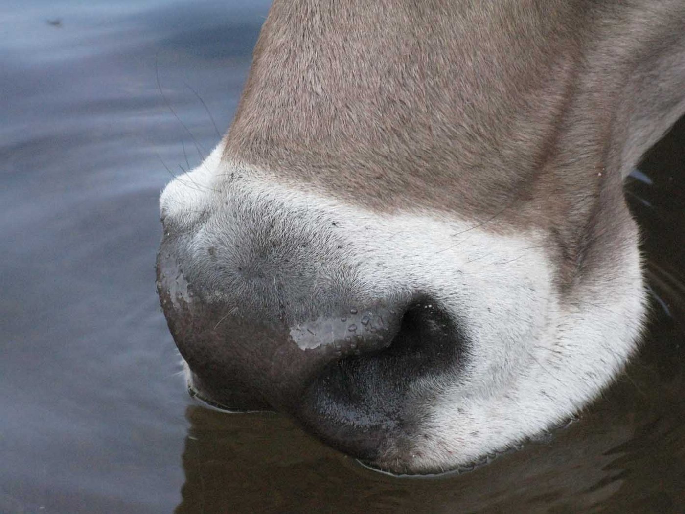 In Frankreich ist die Blauzungenkrankheit derzeit wieder ein Thema. (Symbolbild lid)