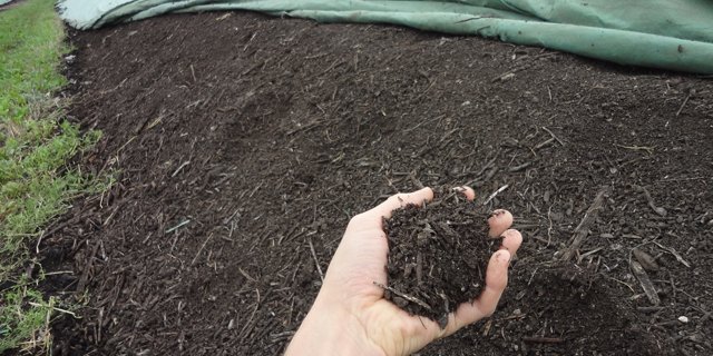 Ein Kompostlager: Laut Forschern kommt der Kompostlaufstall dem ausgeprägten Sozialverhalten der Rinder entgegen. (Bild Beat Schmid)