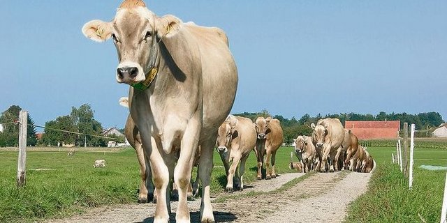 Für die Aufkofferung von unbefestigten Wegen oder Hofumgebungen darf kein Fräsasphalt verwendet werden. Wenn Landwirte solches Material zulassen, machen sie sich strafbar.