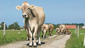 Für die Aufkofferung von unbefestigten Wegen oder Hofumgebungen darf kein Fräsasphalt verwendet werden. Wenn Landwirte solches Material zulassen, machen sie sich strafbar.