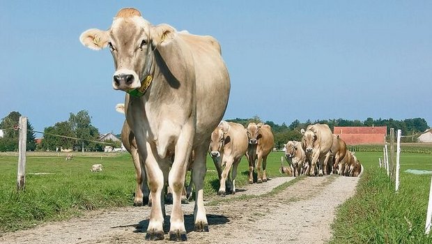 Für die Aufkofferung von unbefestigten Wegen oder Hofumgebungen darf kein Fräsasphalt verwendet werden. Wenn Landwirte solches Material zulassen, machen sie sich strafbar.