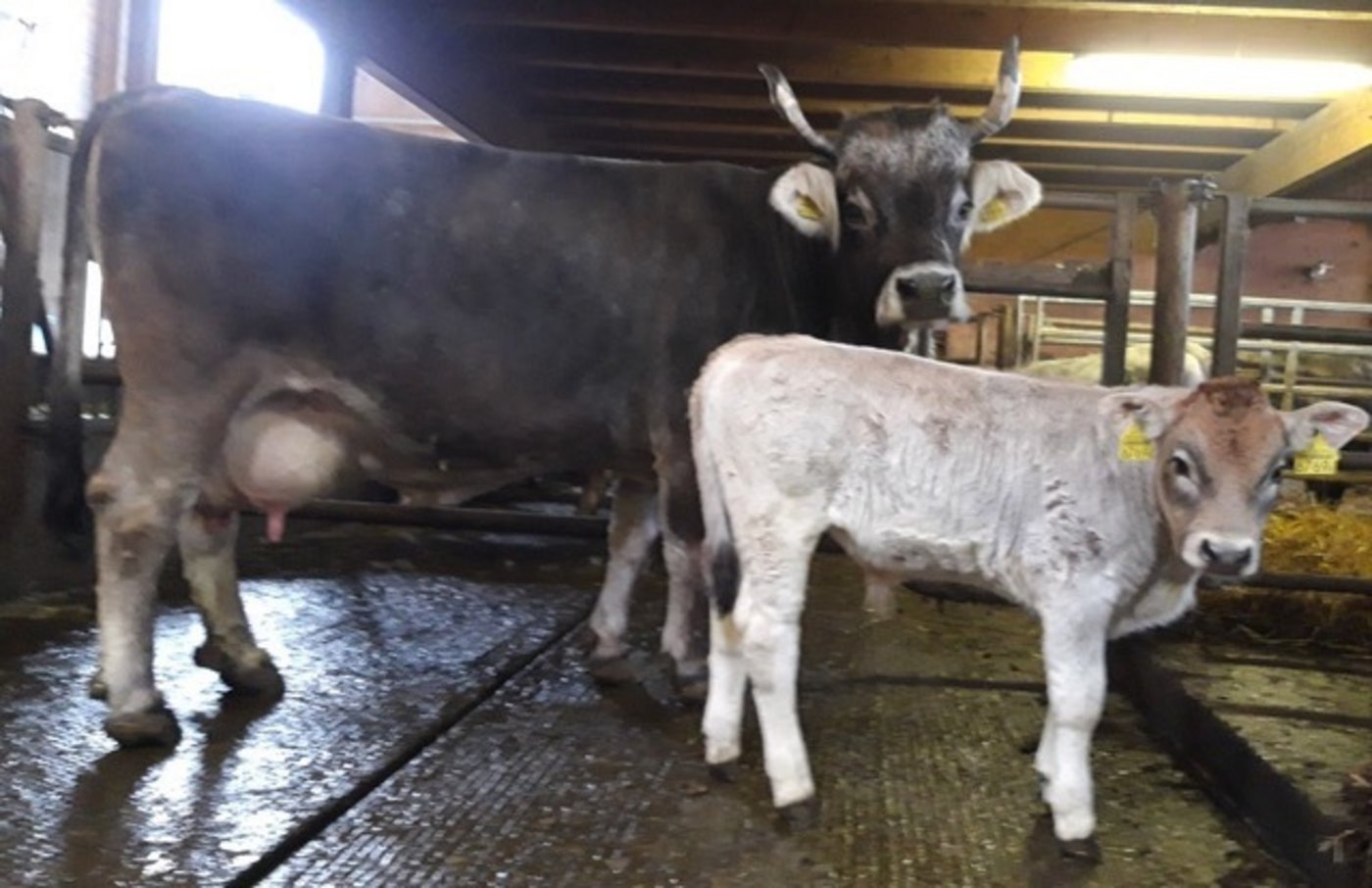 Mutterkühe 3. Rang: Narzisse (Sekos/Diorino) Besitzer: Felix Meier, Dintikon AG