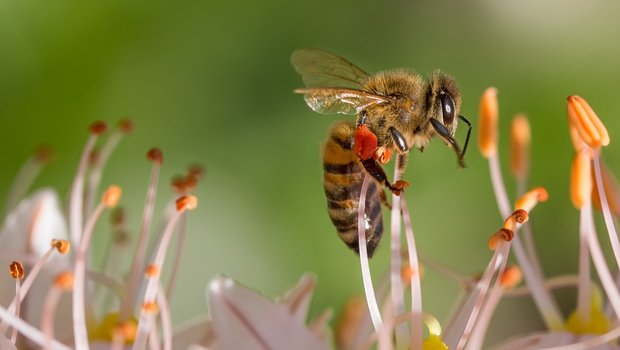 Im Winter 2017/2018 fielen die Verluste bei den Bienen durchschnittlich aus. (Bild Pixabay)