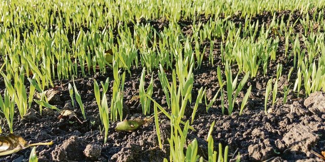 Über den Saatzeitpunkt kann man es einrichten, dass die Bedingungen während der Bestockung des Getreides eher eine Unkrautkur zulassen.