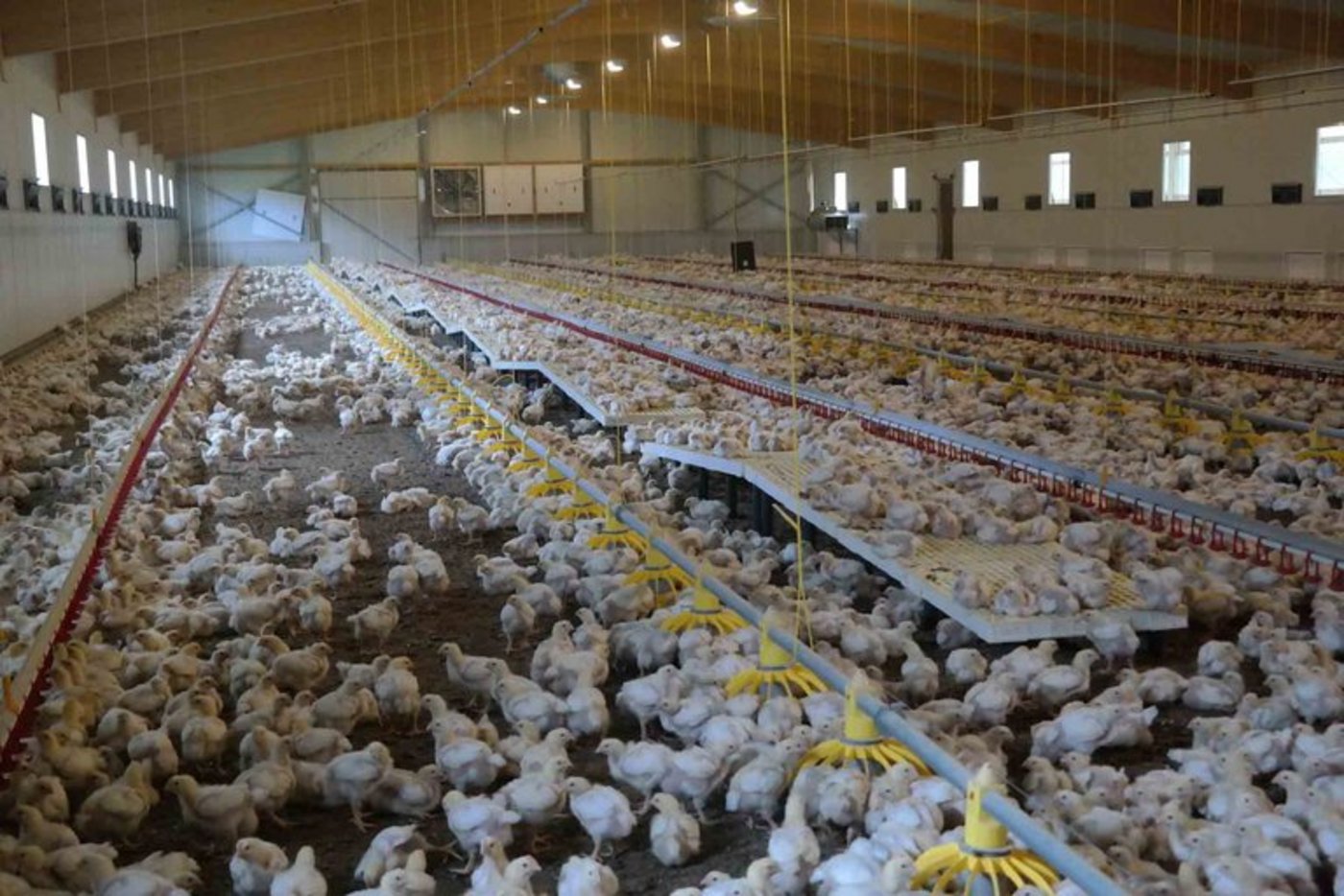 Die Initiative will die Massentierhaltung in der Schweiz abschaffen.  (Bild Josef Kottmann)