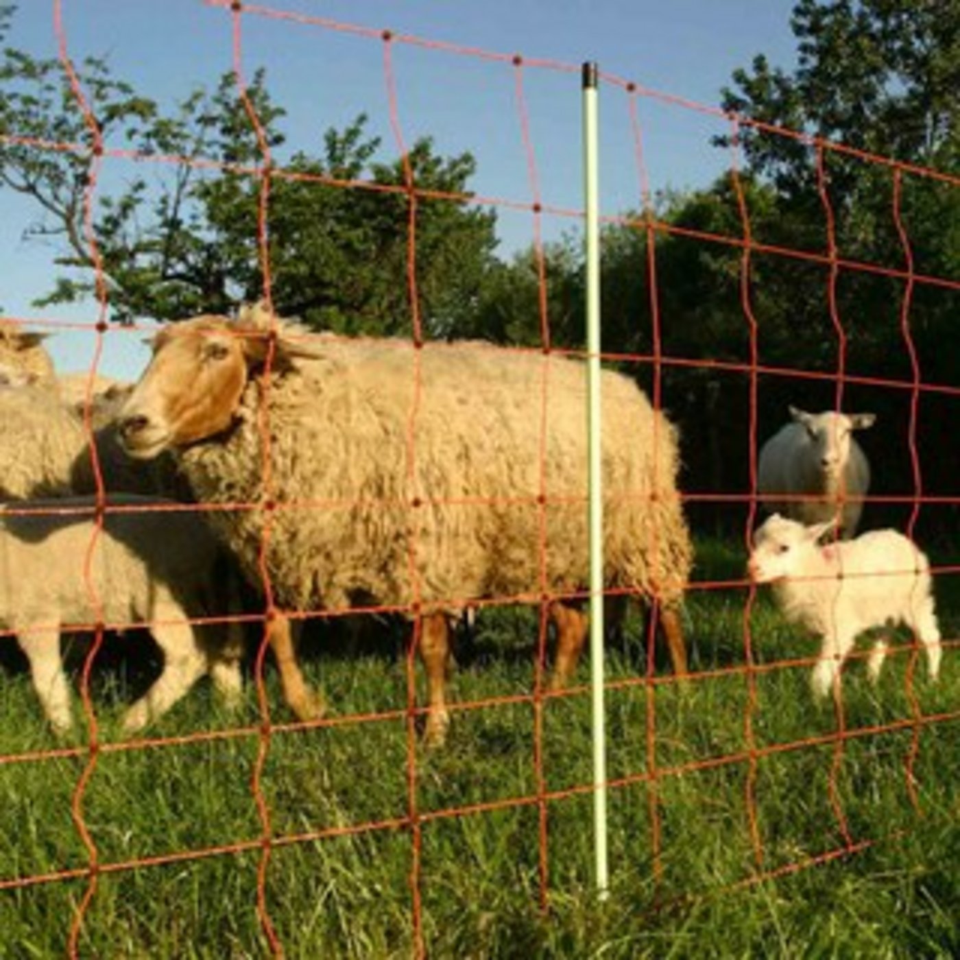 Womöglich stand ein dreister Diebstahl am Anfang des Dramas. (Bild Tierzucht24.de)