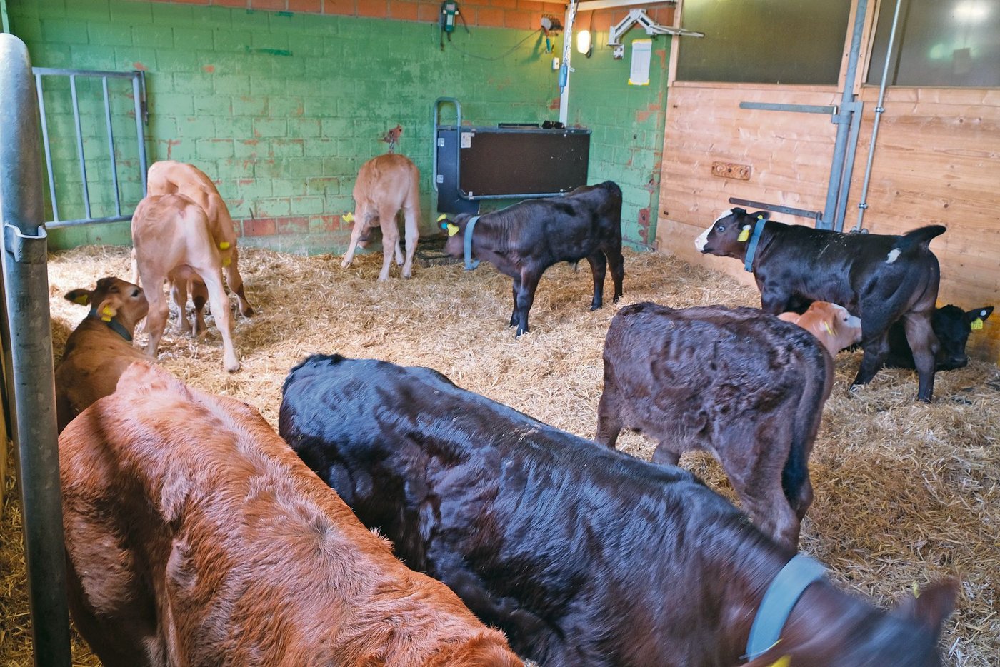 So präsentiert sich der Tränkerstall bei Familie Bucheli-Hänsli in Malters.  (Bild UFA)