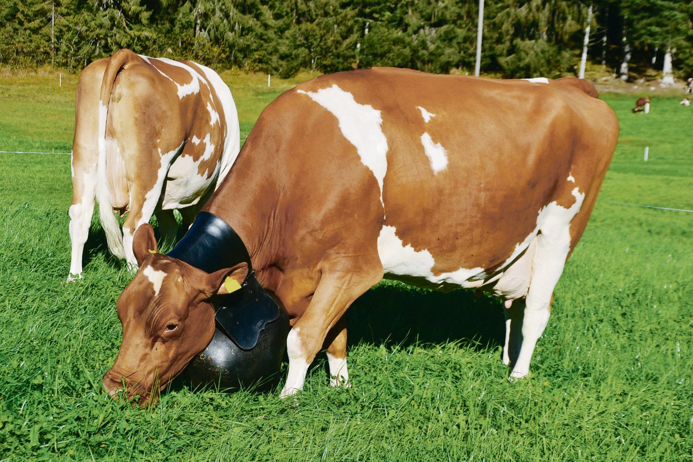 Wieder zu Hause, war das ein schöner Tag!(Bilder Peter Fankhauser)