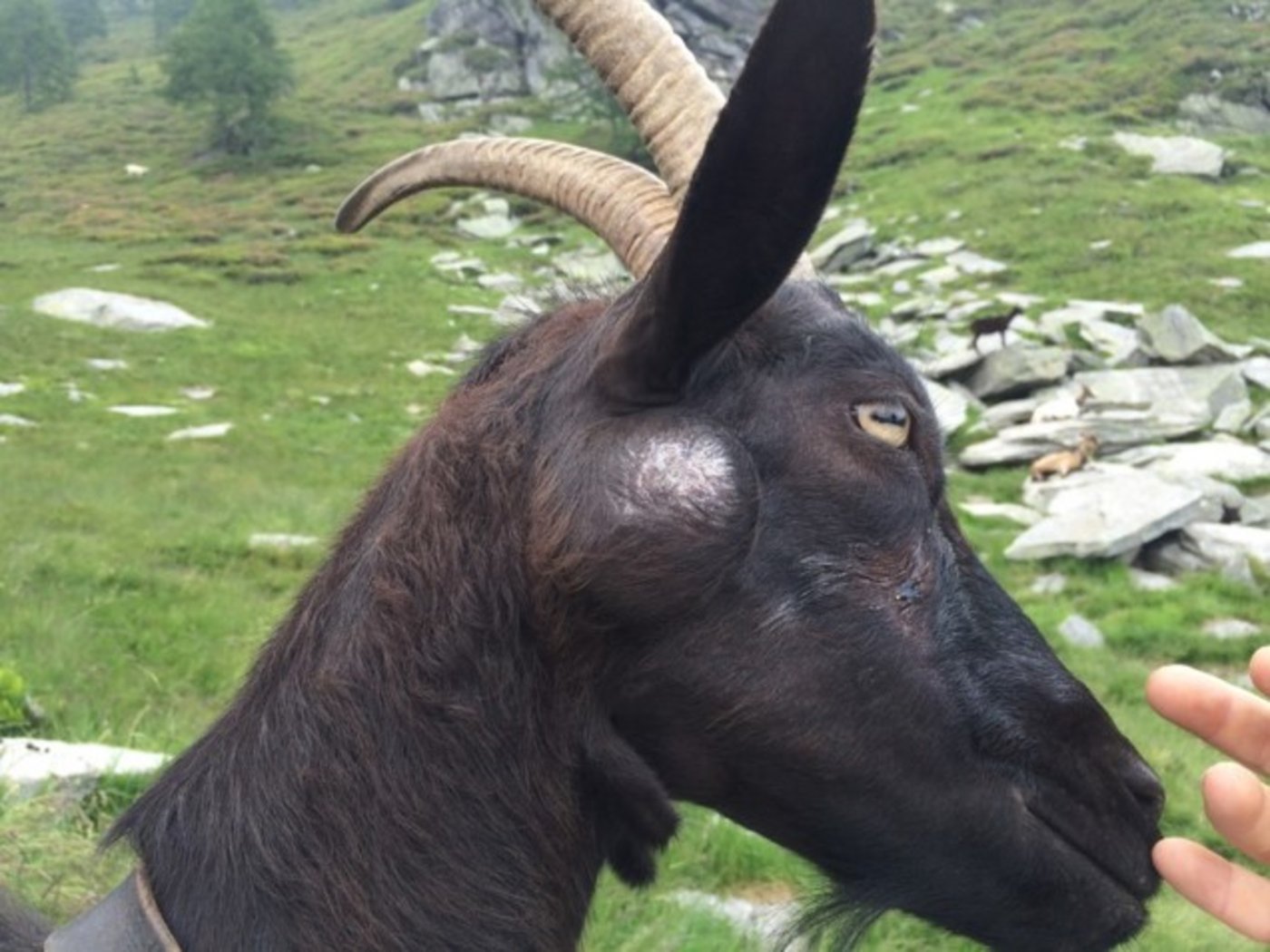 Bei Ziegen, die Pseudotuberkulose haben, treten immer wieder Abszesse auf. (Bild zVg)