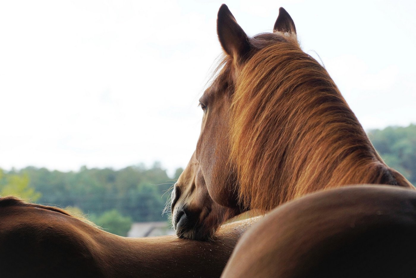 Anämie endet nach unterschiedlich langem Verlauf tödlich. (Symbolbild BauZ)