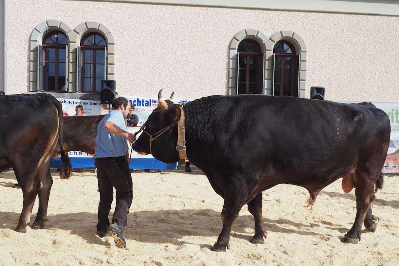 Der Mister BS bei der Vorführung im Ring: ZInal-Sohn Guido im Besitz von Jakob Frick aus Schachen bei Herisau